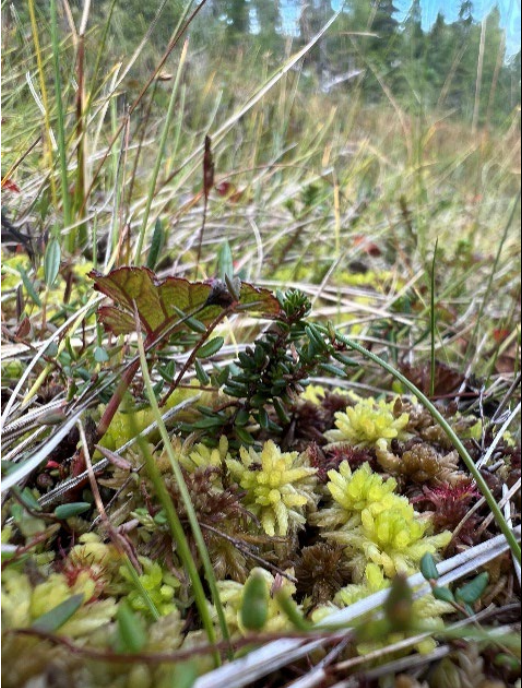 S. aongstroemii
